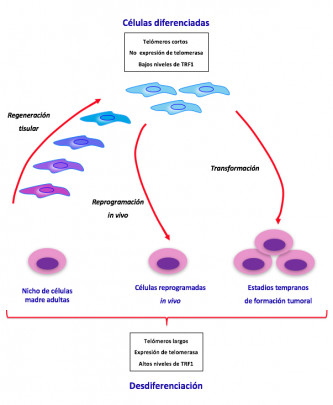 esquema