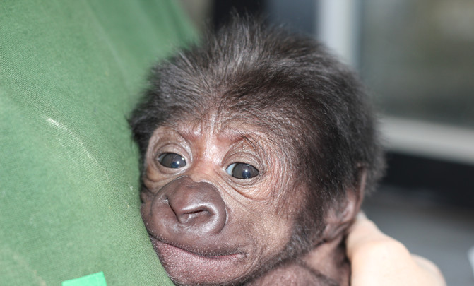 Female gorilla born at Bristol Zoo 12022016 (3)