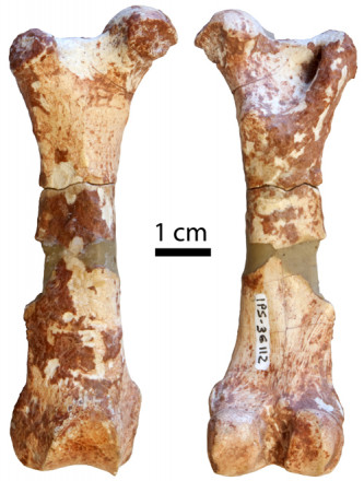 femur_pangoli