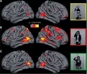 Patrones de actividad cerebral ante un robot, su esqueleto y un humano.