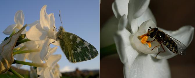 Fig insectos