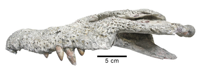 Fig3_Lohuecosuchus_megadontos_lateral