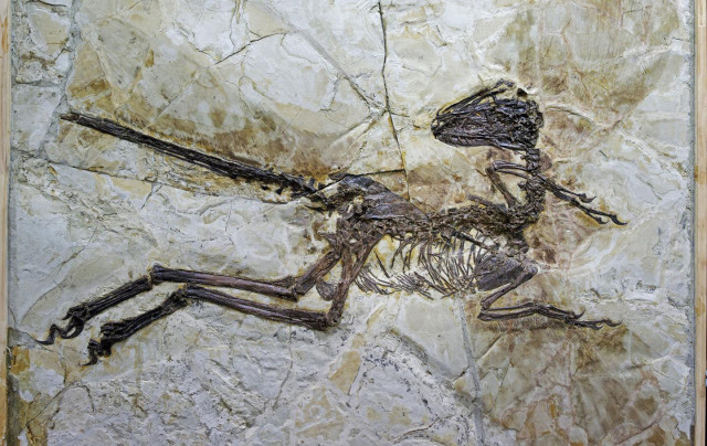 Fósil del esqueleto casi completo de Zhenyuanlong suni. /Junchang Lu