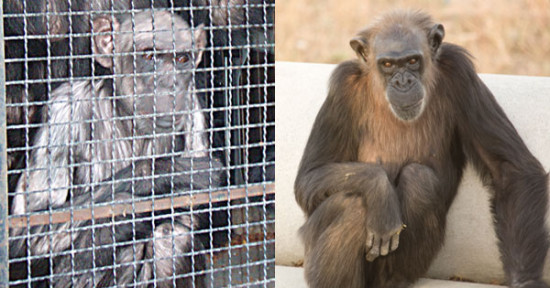 Uno de los chimpancés rehabilitados en Rainfer a su llegada y tras la rehabilitación / Rainfer