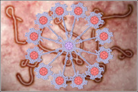 Fullerenos-gigantes-contra-el-virus-del-ebola_image_380