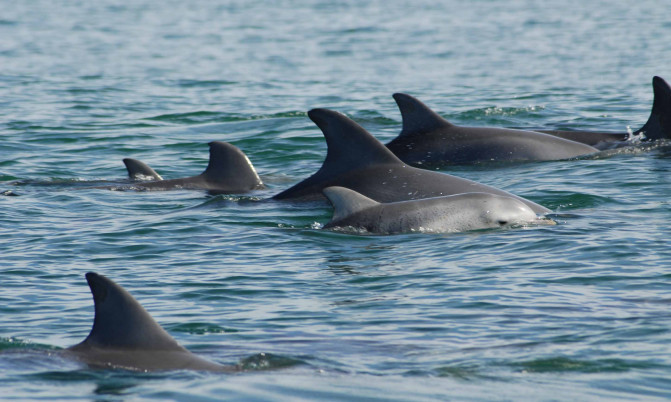 Grupos de delfines hembras con crías