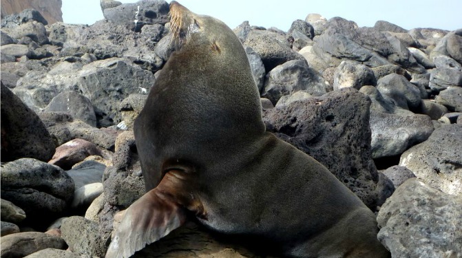 Guadalupe fur seal Ok