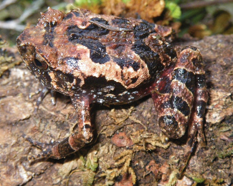 Hallan-dos-nuevas-especies-de-ranas-en-Madagascar_image_380