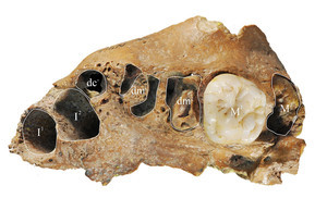 Fósil del joven de Xujiayao/Song Xing, Academia China de Ciencias