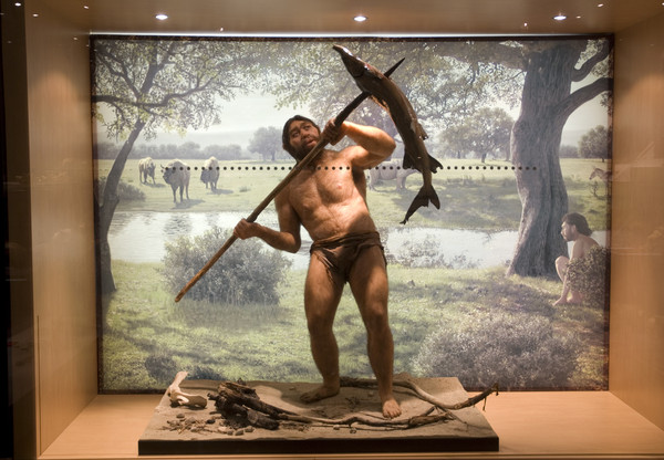 Homo erectus / MNCN