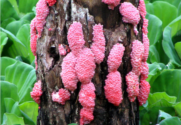 huevos_caracol_recorte huevos_caracol_recorte