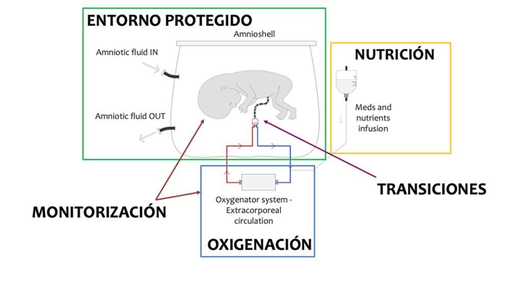 Esquema de la placenta artificial. / CaixaResearch - Fundación "la Caixa"