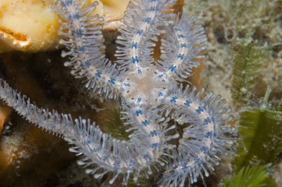 'Macrophiothrix spongicola' hallada en Australia / J.Finn