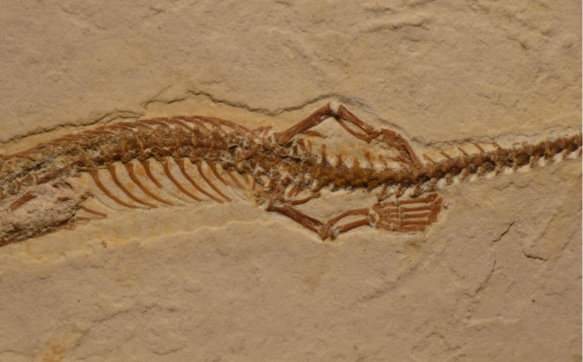 Imagen de las patas traseras del fósil de Tetrapodophis. / Dave Martill