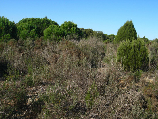 Ejemplos de los suelos en zonas de sabinar y matorral estudiados en Doñana. / Francisco Lloret