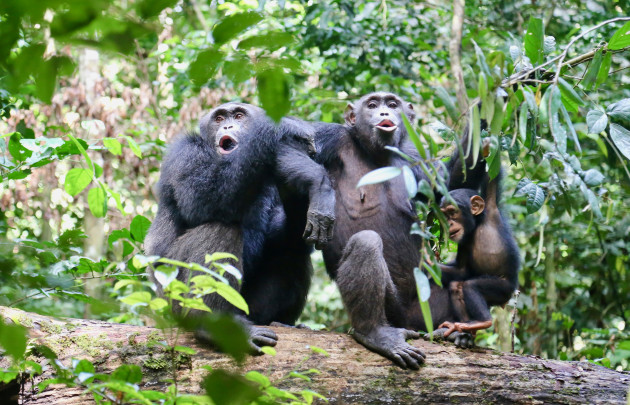 Chimpancés en el bosque Taï de Costa de Marfíl rompen nueces con un martillo de piedra