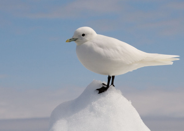 Gaviota marfil (Pagophila eburnea) / jomilo75