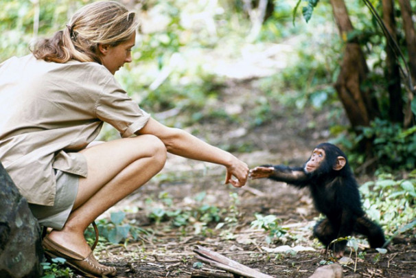 Jane y Flint en Gombe 1964 Crédito Nat Geographic-Hugo van Lawick