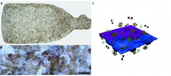 Fotos de baja (A) y alta (B) ampliación del implante de retina (C). Esquema del material utilizado como base para el implante. La membrana facilita el difusión de nutrientes y factores de crecimiento. / Amir Kashani et al