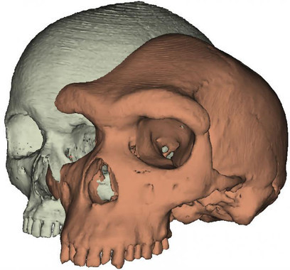 Modelo de un cráneo humano moderno junto a Kabwe 1 / Paul O‘Higgins, Universidad de York