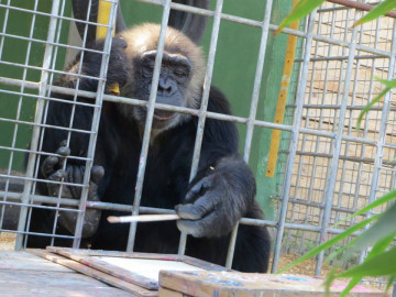 Uno de los 8 chimpancés participando en la actividad de pintura/ Laura Baracchi