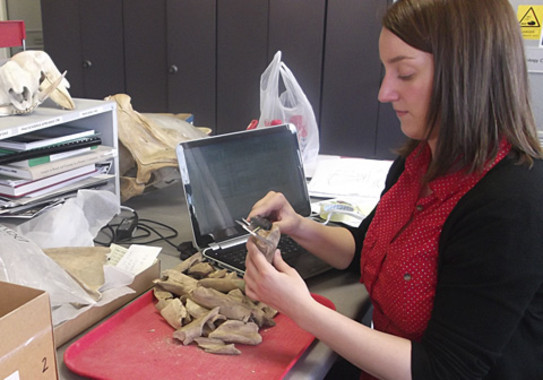 La-talla-de-los-animales-domesticos-ha-aumentado-a-lo-largo-del-tiempo_image_380