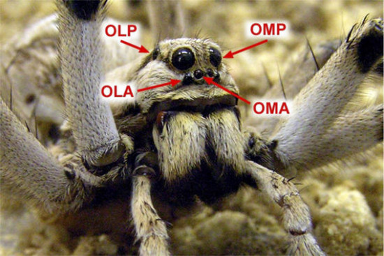 Disposición de los 4 pares de ojos en el cefalotórax de la araña Lycosa tarantula / Joaquín Ortega Escobar