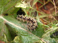 larva