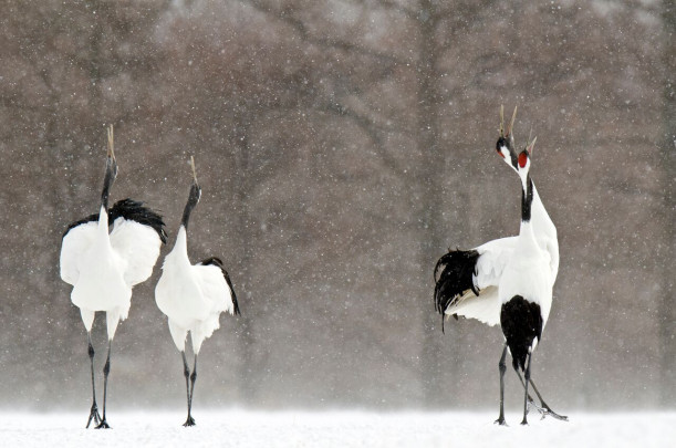 Las aves alertan del peligro existente para especies y hábitats alrededor de todo el mundo./ David Crane