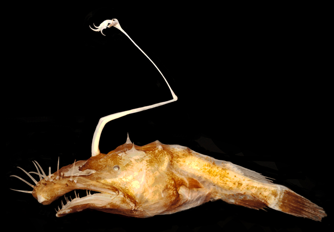 Lasiognathus dinema_ed