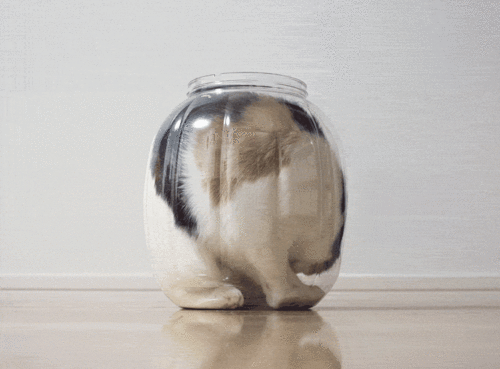 liquid-cats