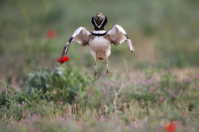 Little bustard - Marc Fasol