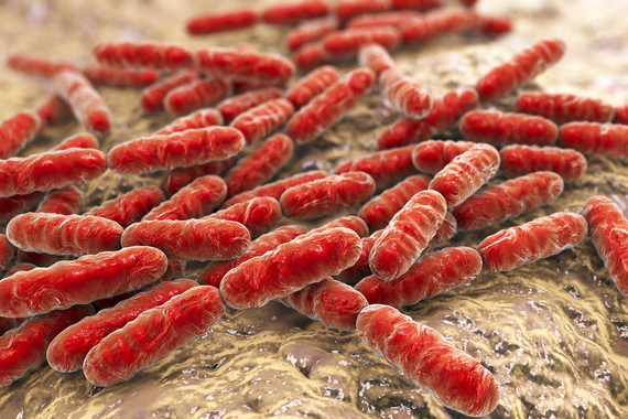 Llegan-los-psicobioticos_image_380