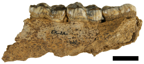 Fragmento de mandíbula de oso de las cavernas consumida por hienas (Crocuta crocuta spelaea) de la cueva de Ekain. / Aritza Villaluenga. 