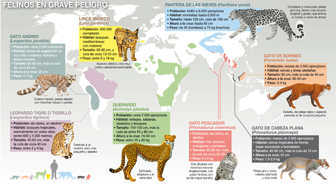 Mapa felinos_671