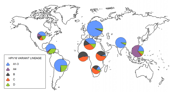 mapa linajes HPV16