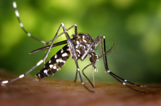Mosquito_tigre_Aedes_albopictus (2) James Gathany ECDC (CC)