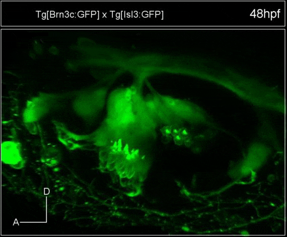 El órgano sensorial del oído interno. Oído interno de un embrión de pez cebra en el que se pueden observar las células ciliadas (aspecto semejante a pelos), organizadas en dos parches sensoriales, y las neuronas del ganglio sensorial en contacto con las células ciliadas por un lado y por otro enviando proyecciones con información al cerebro / Universidad Pompeu Fabra