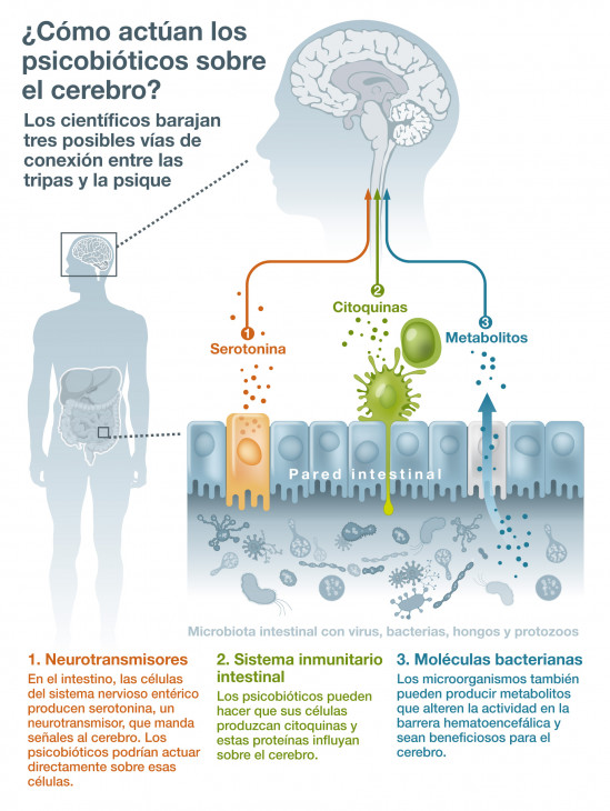 Neuron-digestive conection