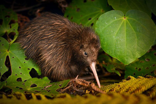 Kiwi marrón de la isla Norte (Apteryx mantelli) / © Neil Robert Hutton