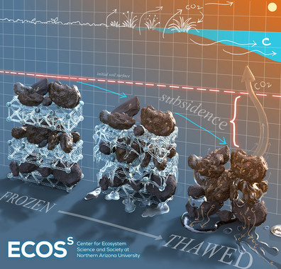 Ilustración sobre el hundimiento, compactación y pérdida de carbono de los suelos de la tundra al descongelarse en el permafrost como consecuencia del calentamiento. / Victor O. Leshyk, Center for Ecosystem Science and Society, Northern Arizona University