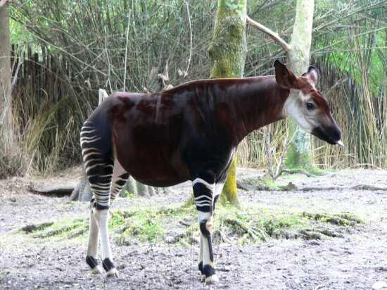 Okapi (Okapia johnstoni) / Creative Commons License CCBY-SA 3.0 