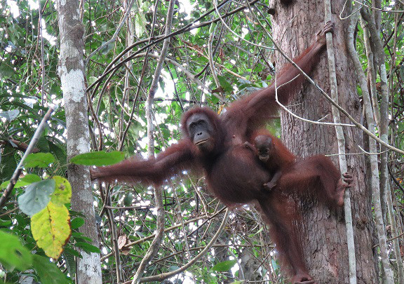 Orangután