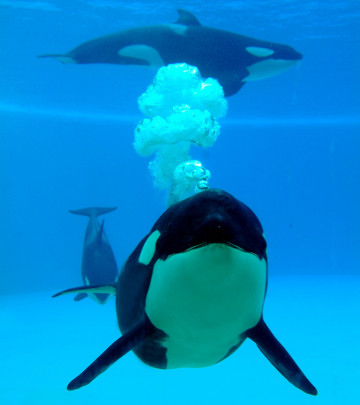 orcas