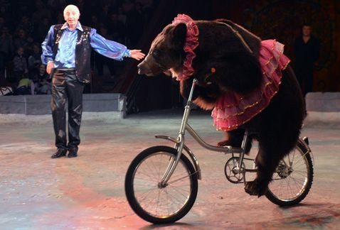 Oso bicicleta