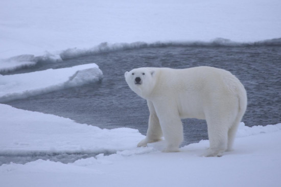 Un joven oso polar sobre el hielo de las aguas del Océano Ártico en octubre de 2009. / Shawn Harpero