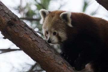 Panda rojo
