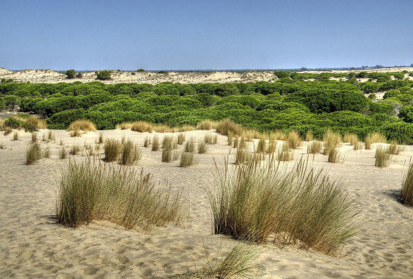 Parque_Nacional_de_Doñana_(34454583532)