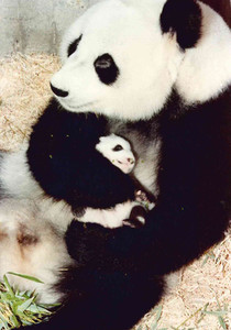 Peque+¦o Chu-L+¡n y Shao Shao 3