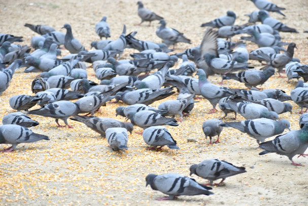 pigeons-2530150_960_720